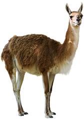 GUANACO image